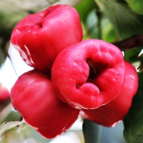 makopa clipart|Macopa / Makopa : A Widely Eaten Fruit in the .